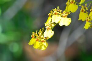 orchidea o giallo orchidea fiore ,giallo oncidium foto