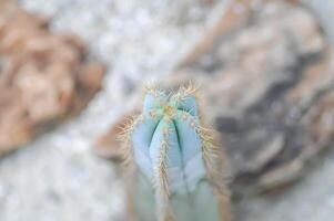 pilosocereus cactus, pilosocereus magnifico o pilosocereus magnifico cactus o pilosocereus pachiclado o pilosocereus azulensis foto