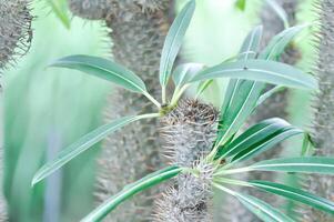 Madagascar palma, pachypodium o pachypodium Madagascar palma o pachypodium lamerei o pachypodium sofiense foto