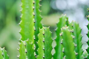 cactus pianta o euforbia o euforbia mayurnathanii ,euforbia lattea o euforbia pizzo granchio foto