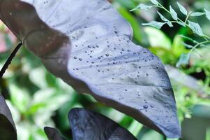 colocasia nero ondulazione , colocasia o nero colocasia pianta e colocasia esculenta o colocasia nero corallo e pioggia far cadere foto