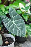 alocasia longiloba satun o alocasia Nero, alocasia nero satun o Araceae foto