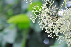 tettona grandi, teak o lamiaceae o teak pianta o teak seme o teak e fiore foto