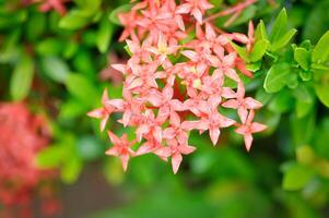 ixora chinensis lamk, ixora spp o zephyranthes o ovest indiano gelsomino foto