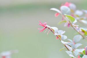 loropetalum chinense , Cinese frangia fiore o Cinese strega nocciola o loropetalum o hamamelidaceae foto