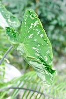 colocasia esculenta hilo bellezza, colocasia o esculenta hilo o colocasia bicolor foto