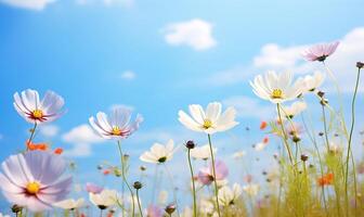 ai generato campo di cosmo fiori con blu cielo e bianca nuvole. primavera natura sfondo foto