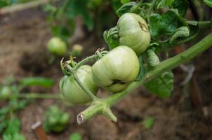 verde pomodori maturare nel il giardino foto