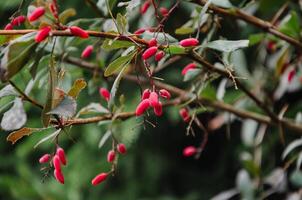 ornamentale crespino arbusto nel autunno con rosso frutti di bosco foto