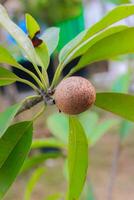 sega manila è un' longevo frutta albero. sega manila è un' frutta pianta appartenente per il sawo-sawoan tribù nativo. foto