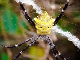 argiope appensa è un' specie di ragno nel il famiglia araneidae. Questo specie è anche parte di il genere argiope e il ordine araneae. macro animale fotografie. foto