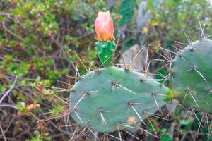 cactus fiore con germoglio. cactus fiore, esso è verde, arancia e rosa. foto