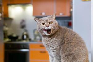 Scozzese dritto gatto lecca il suo bocca pieno dopo mangiare foto