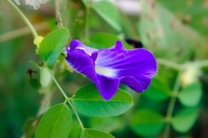 viola Clitoria ternata. bellissimo viola pisello fiore. naturale sfondo. foto