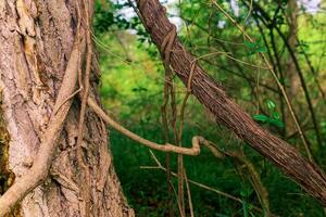 steli di arrampicata e strisciante impianti nel un' subtropicale foresta avvicinamento foto