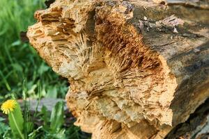 caduto marcio albero su naturale sfocato sfondo foto