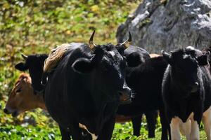 mandria di mucche all'aperto vicino su foto