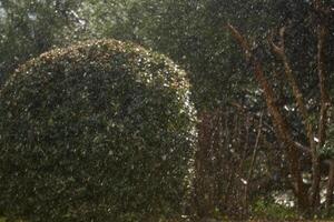 sfocato sfondo - improvviso nevicata nel il parco, cespugli e alberi siamo indovinato nel il sfondo foto