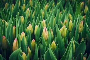 floreale sfondo - non aperto rosa tulipani foto