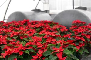 pianta asilo con molti rosso poinsettia fiori nel un' serra e sfocato acqua carri armati nel il sfondo foto