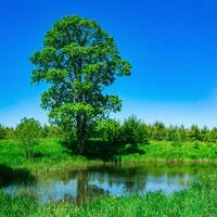 estate naturale paesaggio con un' bellissimo albero su il riva di il lanca lago tra il prati foto