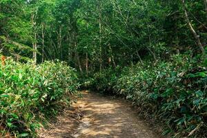 sporco strada tra bambù nel subtropicale foresta, kunashir foto