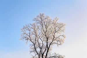 inverno albero coperto con brina contro il blu cielo foto