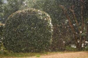 sfocato sfondo - improvviso nevicata nel il parco, cespugli e alberi siamo indovinato nel il sfondo foto