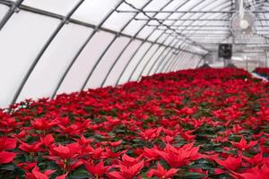 pianta asilo con molti rosso poinsettia fiori nel un' serra foto