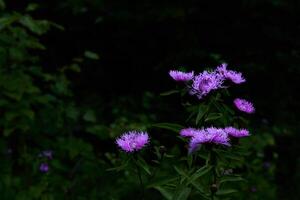 luminosa viola fiori di fiordaliso su un' buio naturale sfondo foto