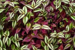 naturale floreale sfondo di colorato le foglie di tradescantia zebrina foto