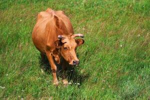 rosso mucca tra il erba nel il prato foto