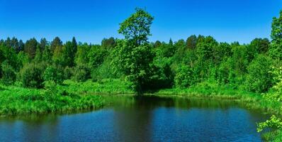 piccolo foresta fiume fra banche con palude prati foto