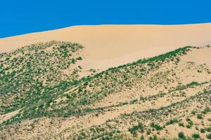 primavera deserto, in crescita erba su il bordo di il sarykum sabbia duna foto