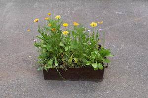 piccolo ferro scatola con fiori selvatici sta su calcestruzzo foto