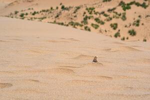 deserto lucertola testa di rospo agama su il superiore di un' sabbia duna sarykum contro il fondale di un' verde pianura foto