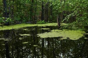 boscoso lanca lago con lemna allagato durante il primavera alluvione foto