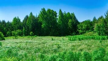 prato alluvionale con erba ciuffi su il bordo di il foresta foto