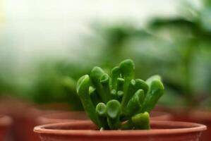 pentola con succulento crassula ovata Hobbit avvicinamento foto