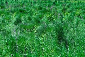 naturale sfondo - boschetti di verde erba carici illuminato di il sole foto