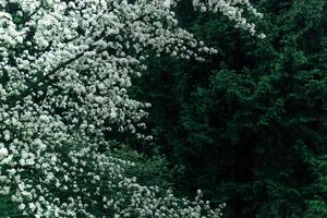 sfondo - fioritura Mela albero contro il conifero foresta foto