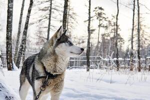 rauco cane su un' guinzaglio sognante sembra in il distanza nel inverno foto