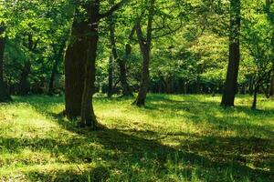 primavera quercia boschetto su un' soleggiato giorno foto