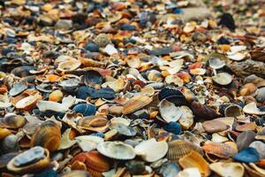 spiaggia di colorato mare conchiglie avvicinamento foto