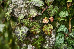 multicolore edera le foglie intrecciando un' muschioso albero tronco foto