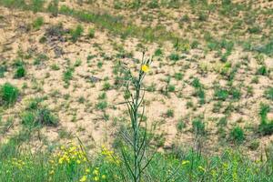 giallo fiore di crepita tectorum narrowleaf hawksbeard nel fioritura primavera deserto, sarykum sabbia duna foto