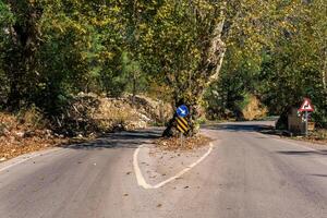 albero nel il mezzo di il strada era conservato quando il autostrada era costruito foto