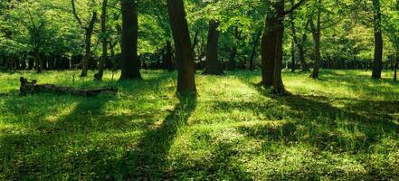 paesaggio nel un quercia foresta su un' soleggiato giorno foto