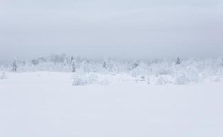 settentrionale paesaggio - congelato foresta tundra sotto in profondità neve nel un' gelido foschia foto