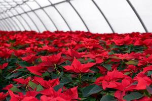 pianta asilo con molti rosso poinsettia fiori nel un' serra foto